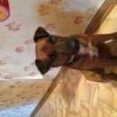 Подробнее об объявлении «Найдена собака кобель Орехово-Зуево» Фото: найдена собака Джек рассел терьер «Найдена собака кобель Орехово-Зуево» в г. Орехово-Зуево