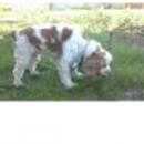 Подробнее об объявлении «Пропала собака кобель Ханты-Мансийск» Фото: пропала собака Американский кокер-спаниель «Пропала собака кобель Ханты-Мансийск» в г. Ханты-Мансийск