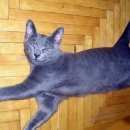 Подробнее об объявлении «Севастополь Пропал кот» Фото: пропала кошка Русская голубая «Севастополь Пропал кот» в г. Севастополь