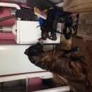 Подробнее об объявлении «Подольск Пропала собака кобель кони корса» Фото: пропала собака Кане-корсо «Подольск Пропала собака кобель кони корса» в г. Подольск