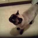 Подробнее об объявлении «Найден кот тайский кот Москва» Фото: найдена кошка Тайская «Найден кот тайский кот Москва» в г. Москва