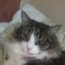 Подробнее об объявлении «Пропала кошка Всеволожск» Фото: пропала кошка Сибирская «Пропала кошка Всеволожск» в г. Всеволожск