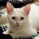 Подробнее об объявлении «Одинцово Пропала кошка» Фото: пропала кошка  «Одинцово Пропала кошка» в г. Одинцово