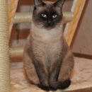 Подробнее об объявлении «Пропал кот Осташков» Фото: пропала кошка Сиамская «Пропал кот Осташков» в г. Осташков