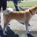 Подробнее об объявлении «Пропала собака Симферополь» Фото: пропала собака Акита-ину «Пропала собака Симферополь» в г. Симферополь