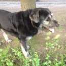 Подробнее об объявлении «Санкт-Петербург Найдена собака кобель» Фото: найдена собака  «Санкт-Петербург Найдена собака кобель» в г. Санкт-Петербург