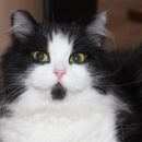 Подробнее об объявлении «Найдена кошка Ханты-Мансийск» Фото: найдена кошка  «Найдена кошка Ханты-Мансийск» в г. Ханты-Мансийск