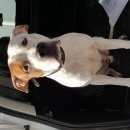 Подробнее об объявлении «Красноярск Найдена собака кобель» Фото: найдена собака Стаффордширский бультерьер «Красноярск Найдена собака кобель» в г. Красноярск