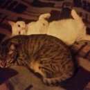 Подробнее об объявлении «Икша Пропал кот белый кот. нашедшему вознаграждение.» Фото: пропала кошка  «Икша Пропал кот белый кот. нашедшему...» в г. Икша