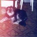 Подробнее об объявлении «Пропала собака Зеленоград» Фото: пропала собака  «Пропала собака Зеленоград» в г. Зеленоград