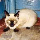 Подробнее об объявлении «Найден кот Оренбург» Фото: найдена кошка Сиамская «Найден кот Оренбург» в г. Оренбург