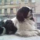 Подробнее об объявлении «Пропала собака кобель японский хин Санкт-Петербург» Фото: пропала собака Японский хин «Пропала собака кобель японский хин Санкт-Петербург» в г. Санкт-Петербург