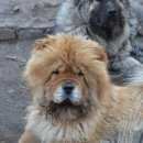 Подробнее об объявлении «Пропала собака рыжая девочка чау чау Ульяновск» Фото: пропала собака Чау-чау «Пропала собака рыжая девочка чау чау Ульяновск» в г. Ульяновск