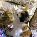 Подробнее об объявлении «Найдена кошка Ханты-Мансийск» Фото: найдена кошка  «Найдена кошка Ханты-Мансийск» в г. Ханты-Мансийск