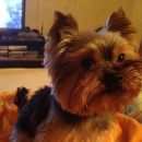 Подробнее об объявлении «Пропала собака кобель йоркширский терьер Санкт-Петербург» Фото: пропала собака Йоркширский терьер «Пропала собака кобель йоркширский терьер...» в г. Санкт-Петербург