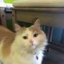 Подробнее об объявлении «Химки Найдена кошка бело-рыжий кот» Фото: найдена кошка Сибирская «Химки Найдена кошка бело-рыжий кот» в г. Химки