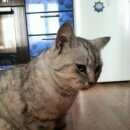 Подробнее об объявлении «Найдена кошка Ханты-Мансийск» Фото: найдена кошка  «Найдена кошка Ханты-Мансийск» в г. Ханты-Мансийск