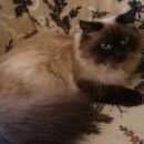 Подробнее об объявлении «Тверь Пропал кот» Фото: пропала кошка Невская маскарадная «Тверь Пропал кот» в г. Тверь