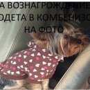 Подробнее об объявлении «Люберцы Пропала собака» Фото: пропала собака Йоркширский терьер «Люберцы Пропала собака» в г. Люберцы
