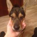 Подробнее об объявлении «Красноярск Найдена собака» Фото: найдена собака  «Красноярск Найдена собака» в г. Красноярск