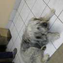 Подробнее об объявлении «Мытищи Найдена собака кобель» Фото: найдена собака  «Мытищи Найдена собака кобель» в г. Мытищи