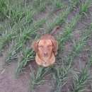 Подробнее об объявлении «Пропала собака кобель Улан-Удэ» Фото: пропала собака Такса «Пропала собака кобель Улан-Удэ» в г. Улан-Удэ