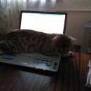 Подробнее об объявлении «Тверь Пропал кот» Фото: пропала кошка Бенгальская «Тверь Пропал кот» в г. Тверь