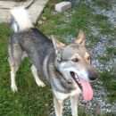 Подробнее об объявлении «Пропала собака кобель Пермь» Фото: пропала собака Западно-сибирская лайка «Пропала собака кобель Пермь» в г. Пермь