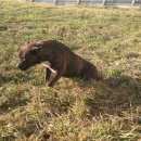 Подробнее об объявлении «Москва Найдена собака кобель» Фото: найдена собака Американский стаффордширский терьер «Москва Найдена собака кобель» в г. Москва