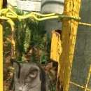 Подробнее об объявлении «Найдена кошка Москва» Фото: найдена кошка Русская голубая «Найдена кошка Москва» в г. Москва