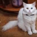 Подробнее об объявлении «Пропал кот Оренбург» Фото: пропала кошка  «Пропал кот Оренбург» в г. Оренбург