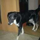 Подробнее об объявлении «Санкт-Петербург Пропала собака кобель» Фото: пропала собака  «Санкт-Петербург Пропала собака кобель» в г. Санкт-Петербург