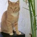Подробнее об объявлении «Мытищи Пропал кот» Фото: пропала кошка  «Мытищи Пропал кот» в г. Мытищи