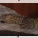 Подробнее об объявлении «Пропала кошка Феодосия» Фото: пропала кошка  «Пропала кошка Феодосия» в г. Феодосия