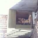 Подробнее об объявлении «Пропала собака кобель Новосибирск» Фото: пропала собака Немецкая овчарка «Пропала собака кобель Новосибирск» в г. Новосибирск