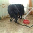 Подробнее об объявлении «Пропала собака кобель в мкр. входной Омск» Фото: пропала собака  «Пропала собака кобель в мкр. входной Омск» в г. Омск