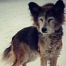 Подробнее об объявлении «Санкт-Петербург Пропала собака» Фото: пропала собака  «Санкт-Петербург Пропала собака» в г. Санкт-Петербург