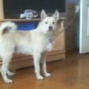 Подробнее об объявлении «Пропала собака кобель Ханты-Мансийск» Фото: пропала собака  «Пропала собака кобель Ханты-Мансийск» в г. Ханты-Мансийск