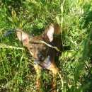 Подробнее об объявлении «Пропала собака кобель Нижний Новгород» Фото: пропала собака Той-терьер «Пропала собака кобель Нижний Новгород» в г. Нижний Новгород