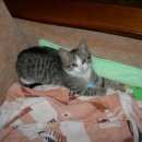 Подробнее об объявлении «Ульяновск Найден котёнок, мальчик, возраст 3-4 месяца» Фото: найдена кошка  «Ульяновск Найден котёнок, мальчик, возраст 3-4...» в г. Ульяновск