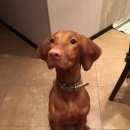 Подробнее об объявлении «Подольск Пропала собака» Фото: пропала собака Венгерская выжла «Подольск Пропала собака» в г. Подольск