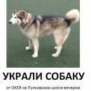 Подробнее об объявлении «Пропала собака Санкт-Петербург» Фото: пропала собака Аляскинский маламут «Пропала собака Санкт-Петербург» в г. Санкт-Петербург