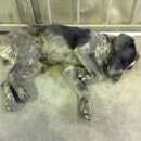 Подробнее об объявлении «Бор Найдена собака н» Фото: найдена собака  «Бор Найдена собака н» в г. Бор