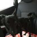 Подробнее об объявлении «Пропала собака кобель митя Самара» Фото: пропала собака  «Пропала собака кобель митя Самара» в г. Самара