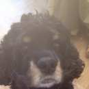 Подробнее об объявлении «Пропала собака, Симферополь» Фото: пропала собака Американский кокер-спаниель «Пропала собака, Симферополь» в г. Симферополь