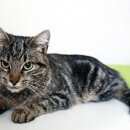 Подробнее об объявлении «Химки Найдена кошка» Фото: найдена кошка  «Химки Найдена кошка» в г. Химки