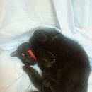 Подробнее об объявлении «Найдена кошка черная кошка в красном ошейнике  Санкт-Петербург» Фото: найдена кошка  «Найдена кошка черная кошка в красном ошейнике...» в г. Санкт-Петербург