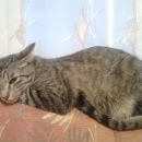Подробнее об объявлении «Пропала кошка Мытищи» Фото: пропала кошка  «Пропала кошка Мытищи» в г. Мытищи