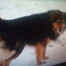 Подробнее об объявлении «Пропала собака кобель ищем песика Рыбное» Фото: пропала собака  «Пропала собака кобель ищем песика Рыбное» в г. Рыбное