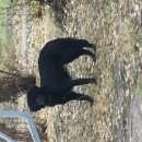 Подробнее об объявлении «Найдена собака Нижний Новгород» Фото: найдена собака  «Найдена собака Нижний Новгород» в г. Нижний Новгород